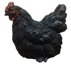 Black Chicken farm aminal