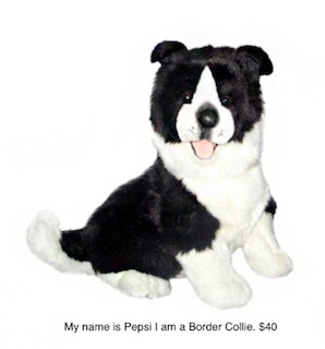 My name is Pepsi I am a Border Collie