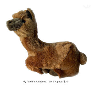 My name is Alcapone. I am a Alpaca