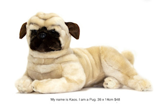 My name is Kaos. I am a Pug.